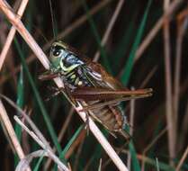 Image of Metrioptera roeselii