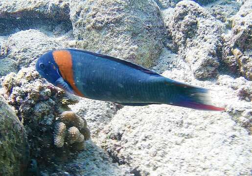 Thalassoma duperrey (Quoy & Gaimard 1824) resmi