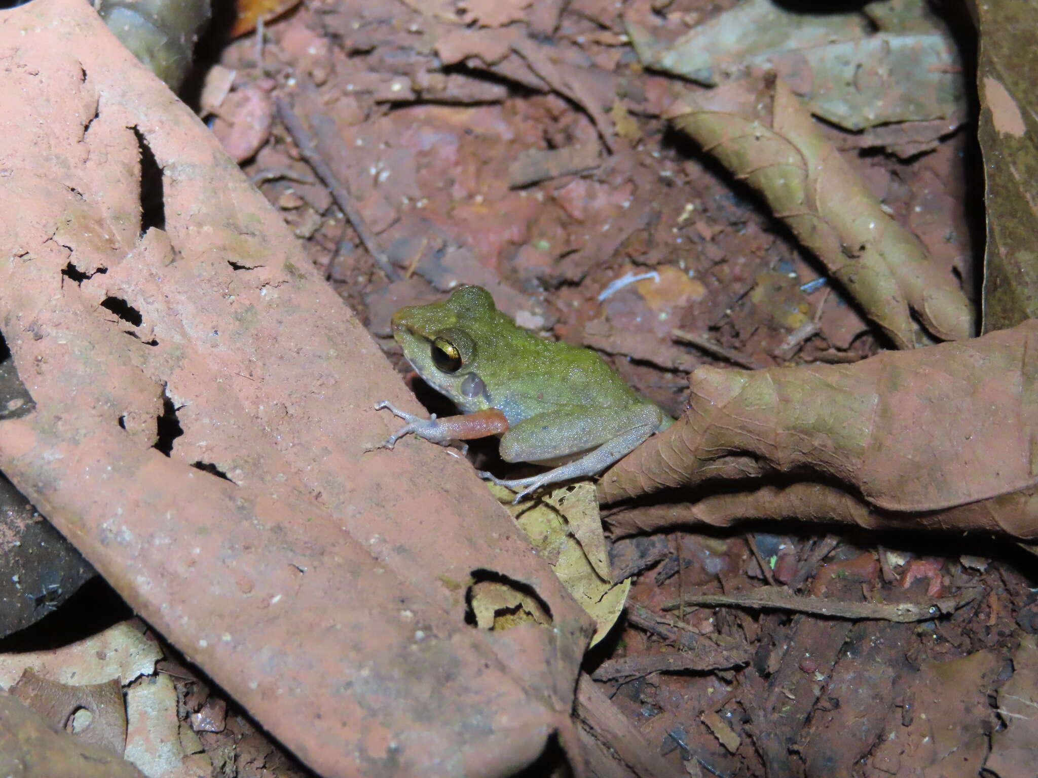 Image of Pristimantis zeuctotylus (Lynch & Hoogmoed 1977)