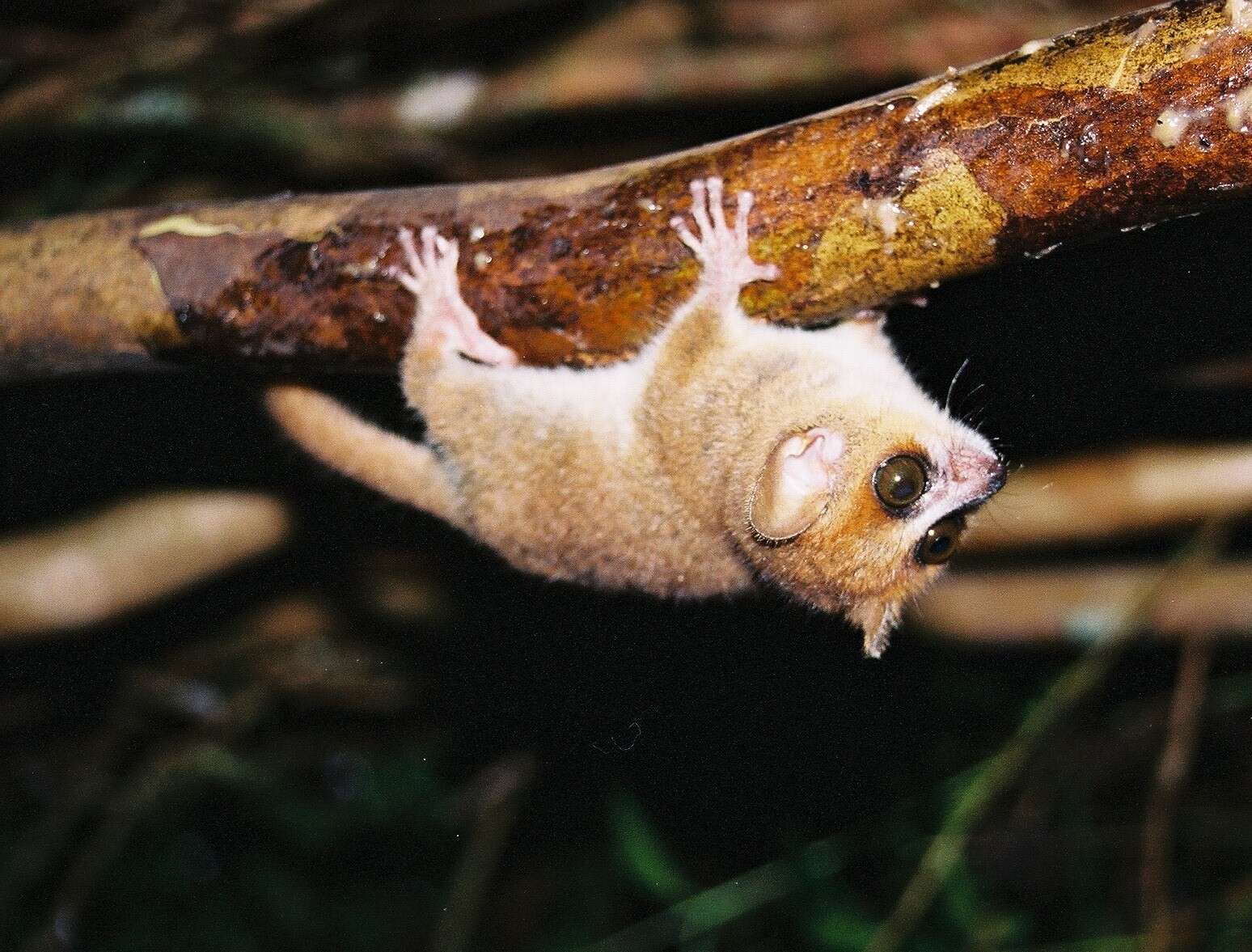 Image of Brown Mouse Lemur