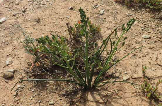 Image de Albuca longipes Baker