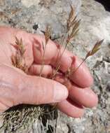 Image of hairy woollygrass