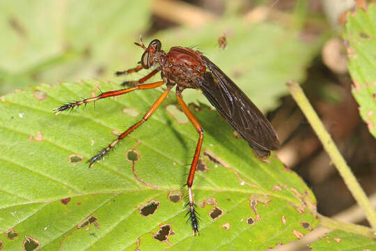 Image of Diogmites platypterus Loew 1866