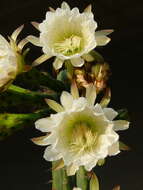 Image of Echinopsis pachanoi