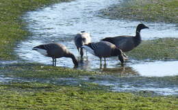 صورة Branta bernicla bernicla (Linnaeus 1758)