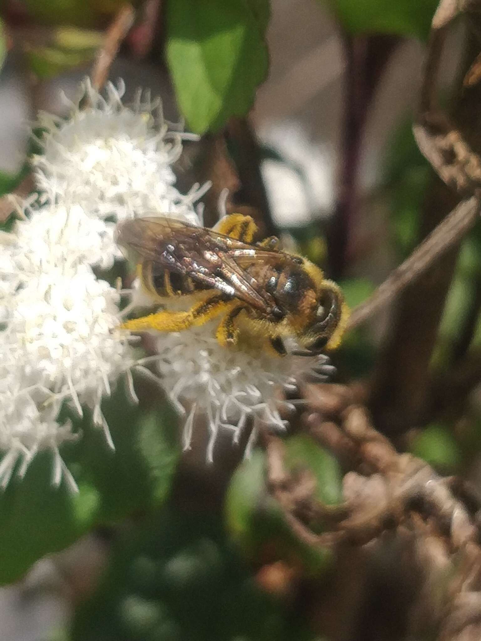 Image of Halictus frontalis Smith 1853