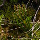 Image of Common leek orchid