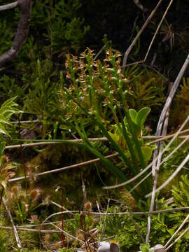 Imagem de Prasophyllum colensoi Hook. fil.