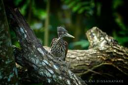 Image of Crimson-backed Flameback