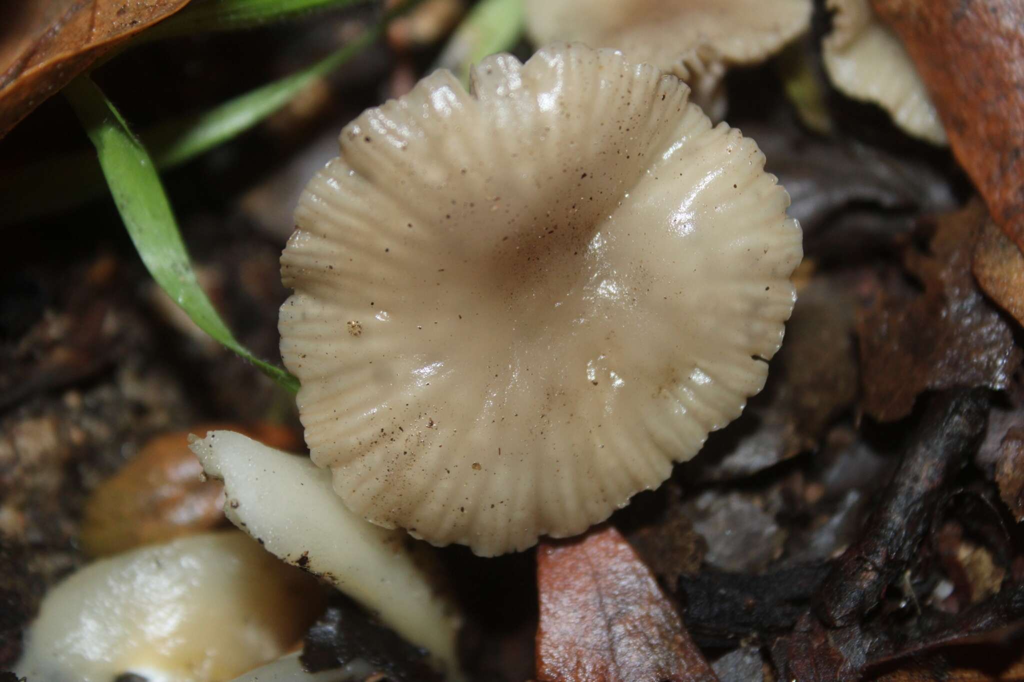 Sivun Marasmius albogriseus (Peck) Singer 1943 kuva