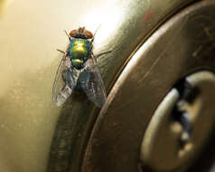 Image of green blowfly