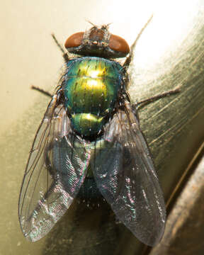 Image of green blowfly