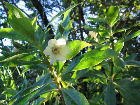 Image of Kokee Island-Loosestrife