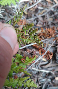 Image of Cheilanthes capensis (Thunb.) Sw.