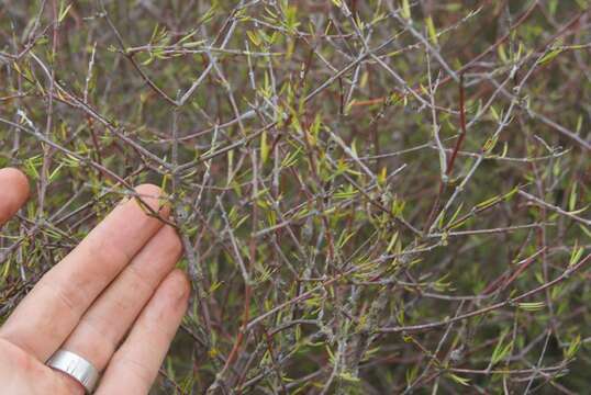 Image of Coprosma intertexta G. Simpson