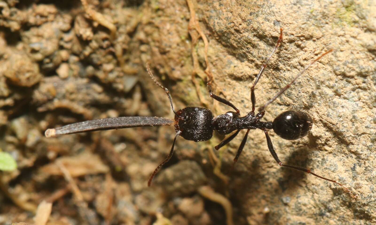 Image of Messor himalayanus (Forel 1902)