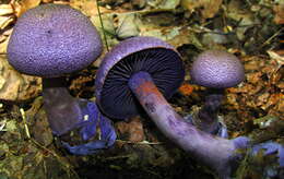 Image of Cortinarius violaceus (L.) Gray 1821