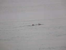 Image of Indian Humpback Dolphin