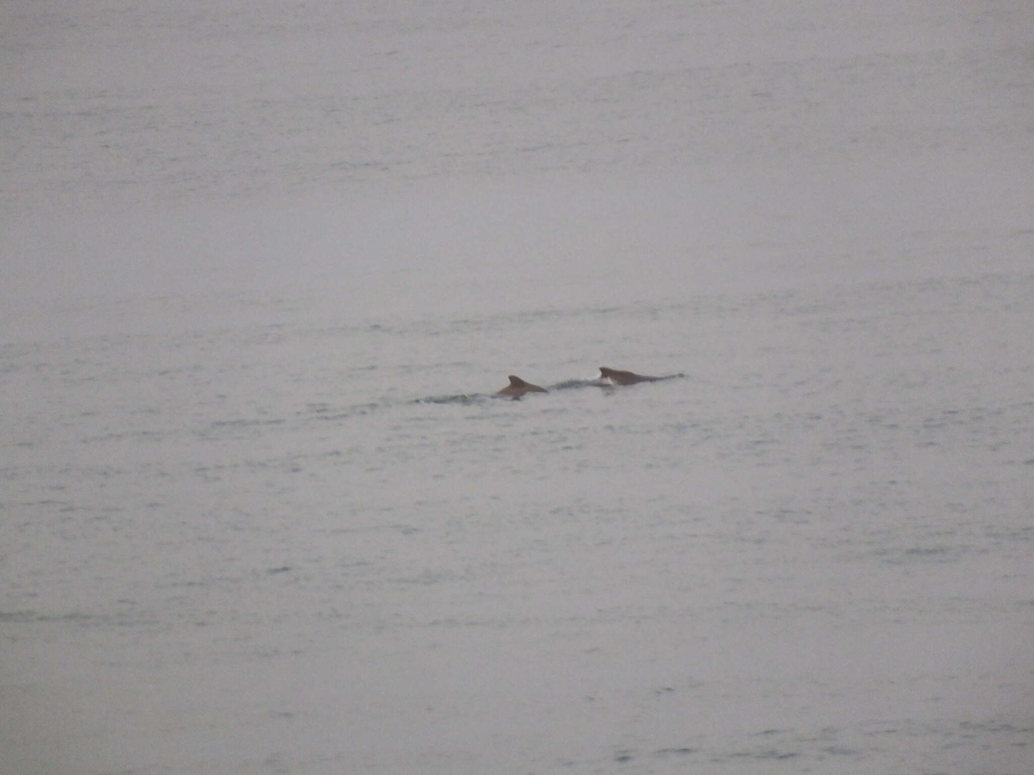 Image of Indian Humpback Dolphin