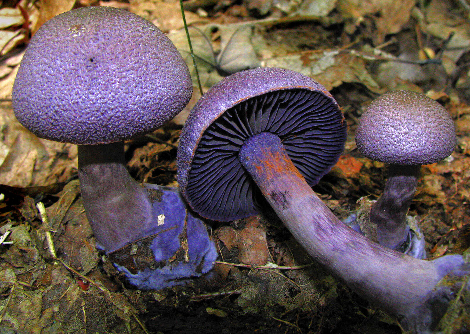 Image of Cortinarius violaceus (L.) Gray 1821