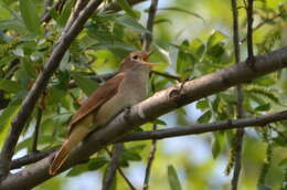 Image of nightingale, common nightingale