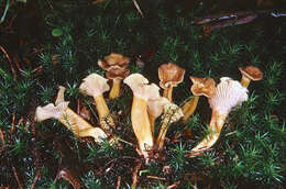 Image of Funnel Chanterelle