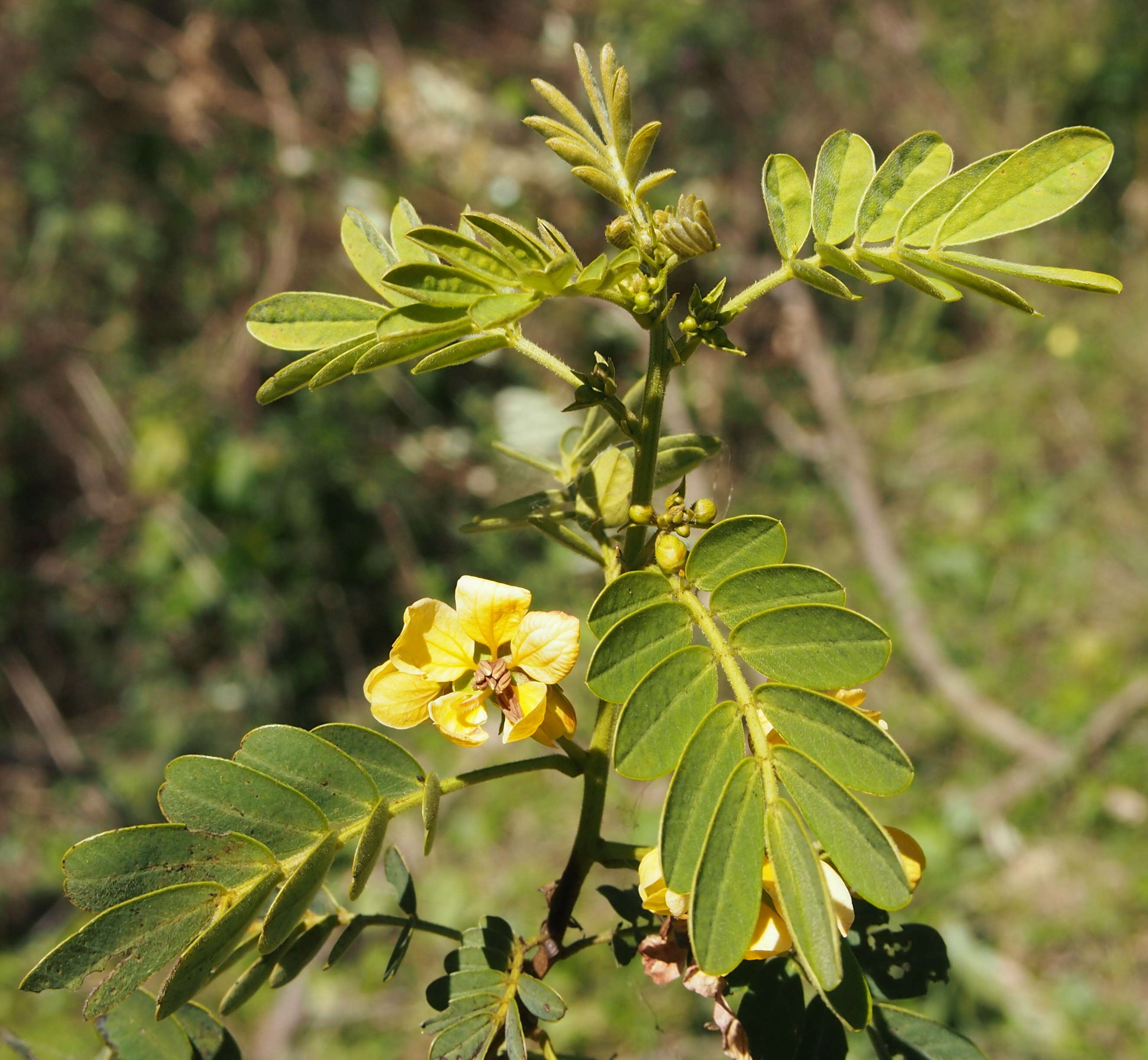 Image of Gaudichaud's senna