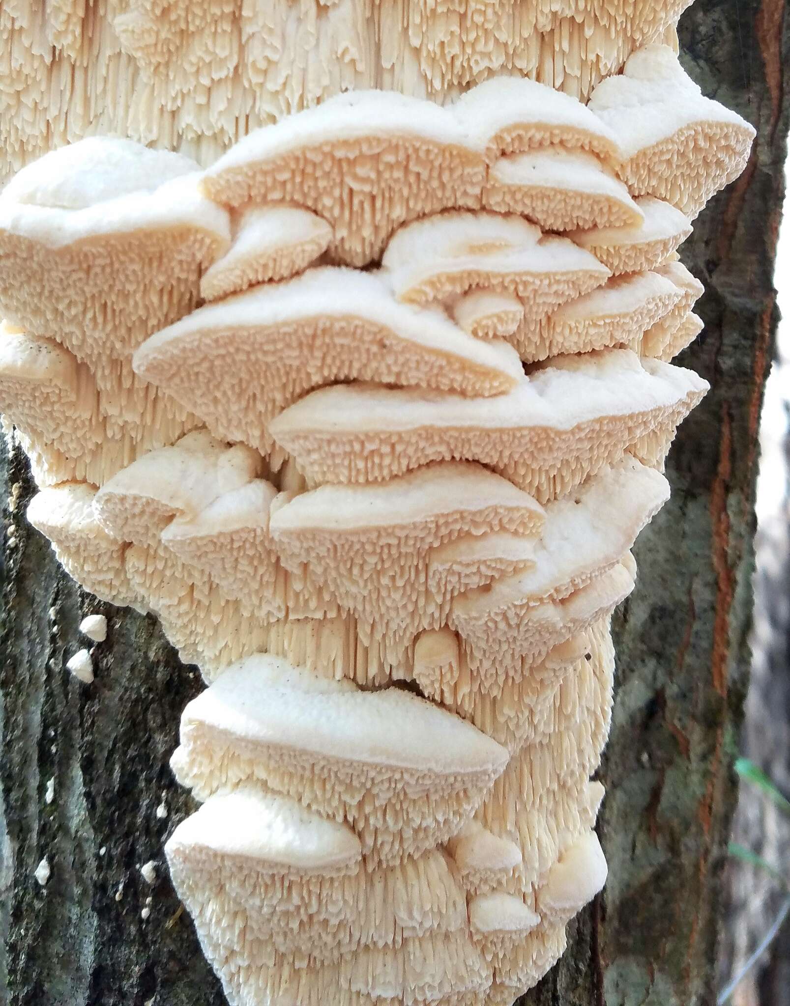 Image of Sarcodontia pachyodon (Pers.) Spirin 2001