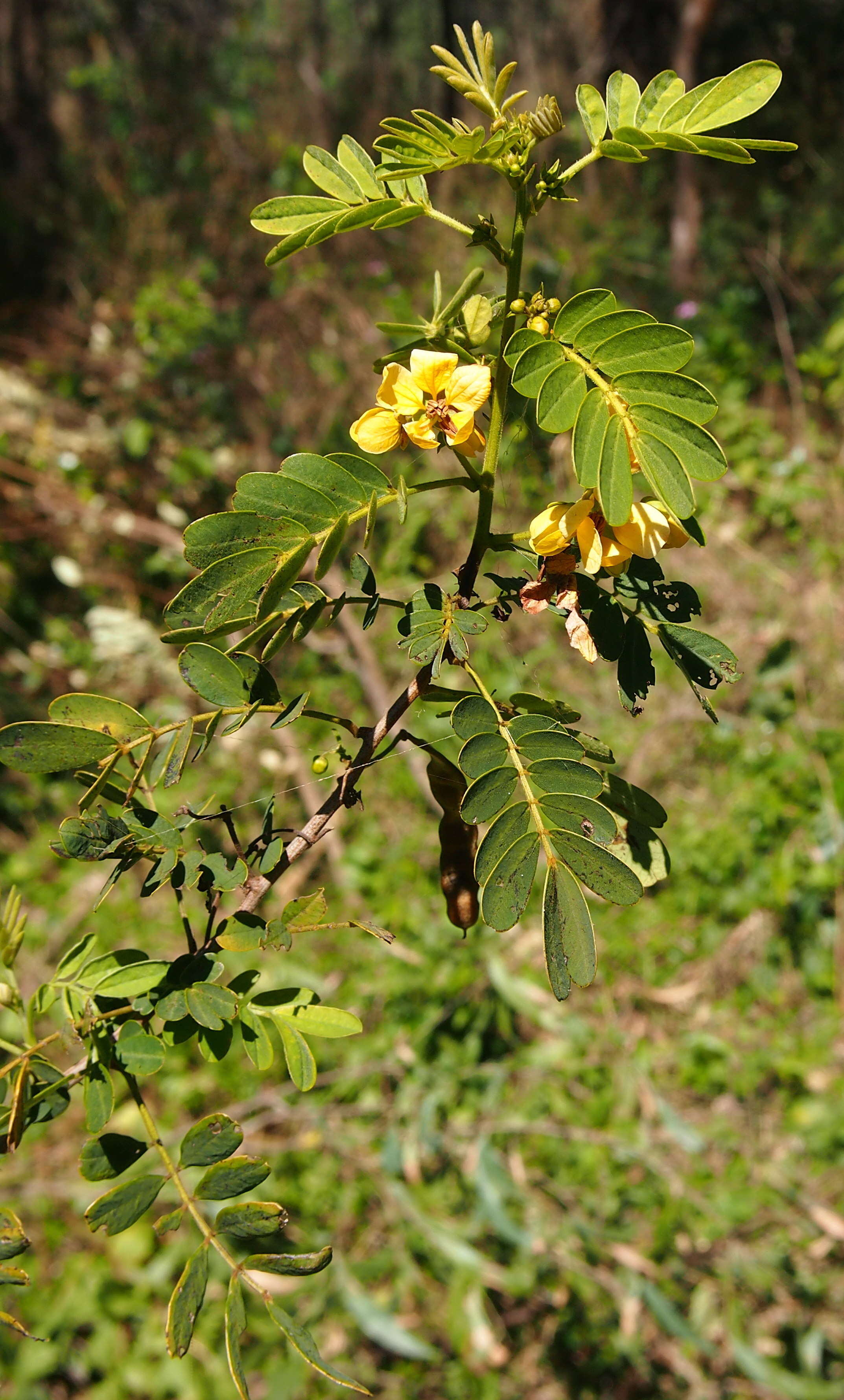 Image of Gaudichaud's senna