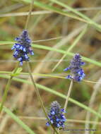 Image de Salvia stachyoides Kunth