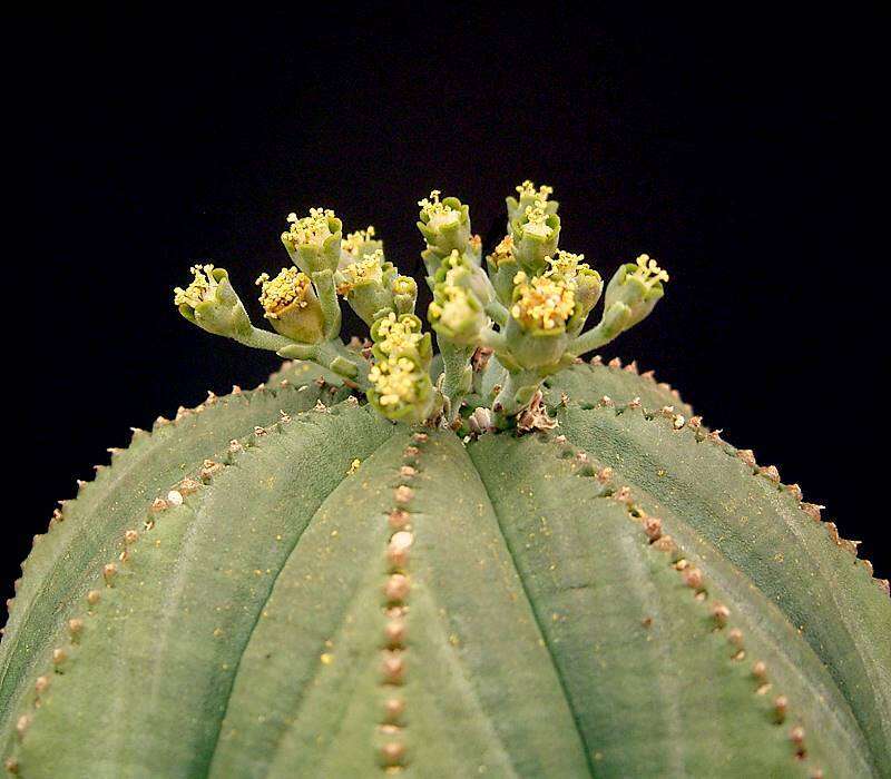 صورة Euphorbia obesa Hook. fil.