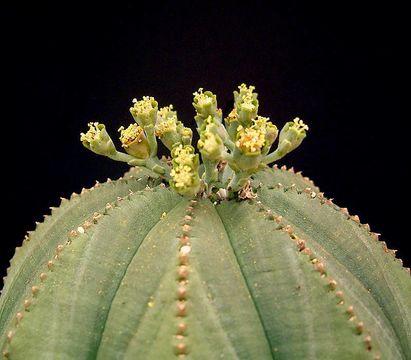Image of <i>Euphorbia obesa</i> Hook. fil.