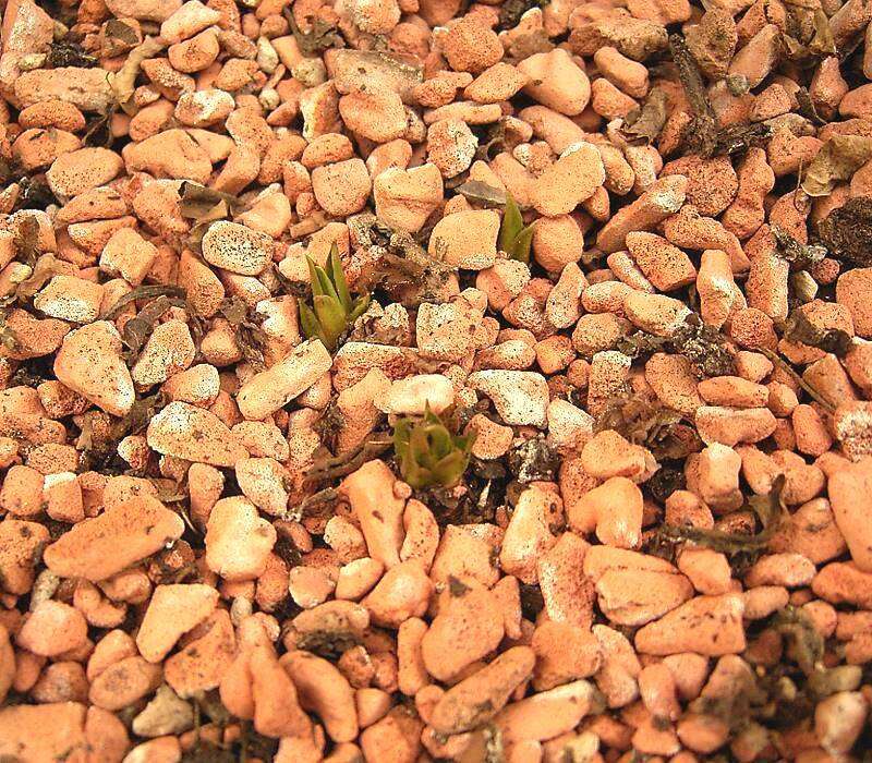 Image of Euphorbia primulifolia Baker