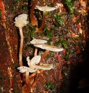 Image of Collybia eucalyptorum Cleland 1931