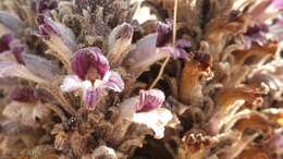 Image of desert broomrape