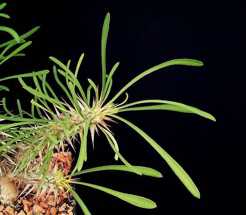 Image of Euphorbia rossii Rauh & Buchloh