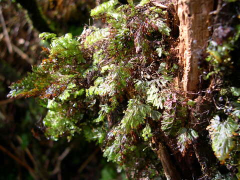 Image of Tunbridge filmy fern