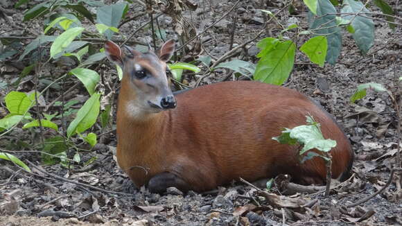 Image of Bay Duiker