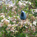 Image of Crested Berrypecker