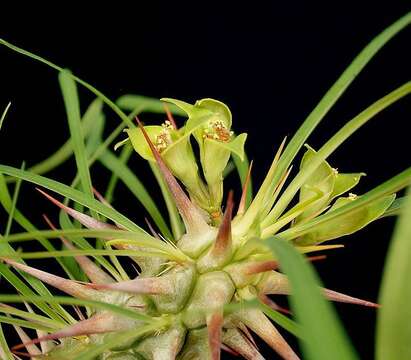 Image of Euphorbia rossii Rauh & Buchloh