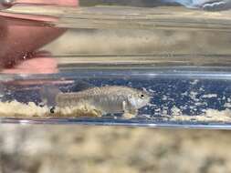 Image of Amargosa Pupfish