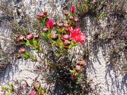 Plancia ëd Lampranthus fergusoniae (L. Bol.) L. Bol.