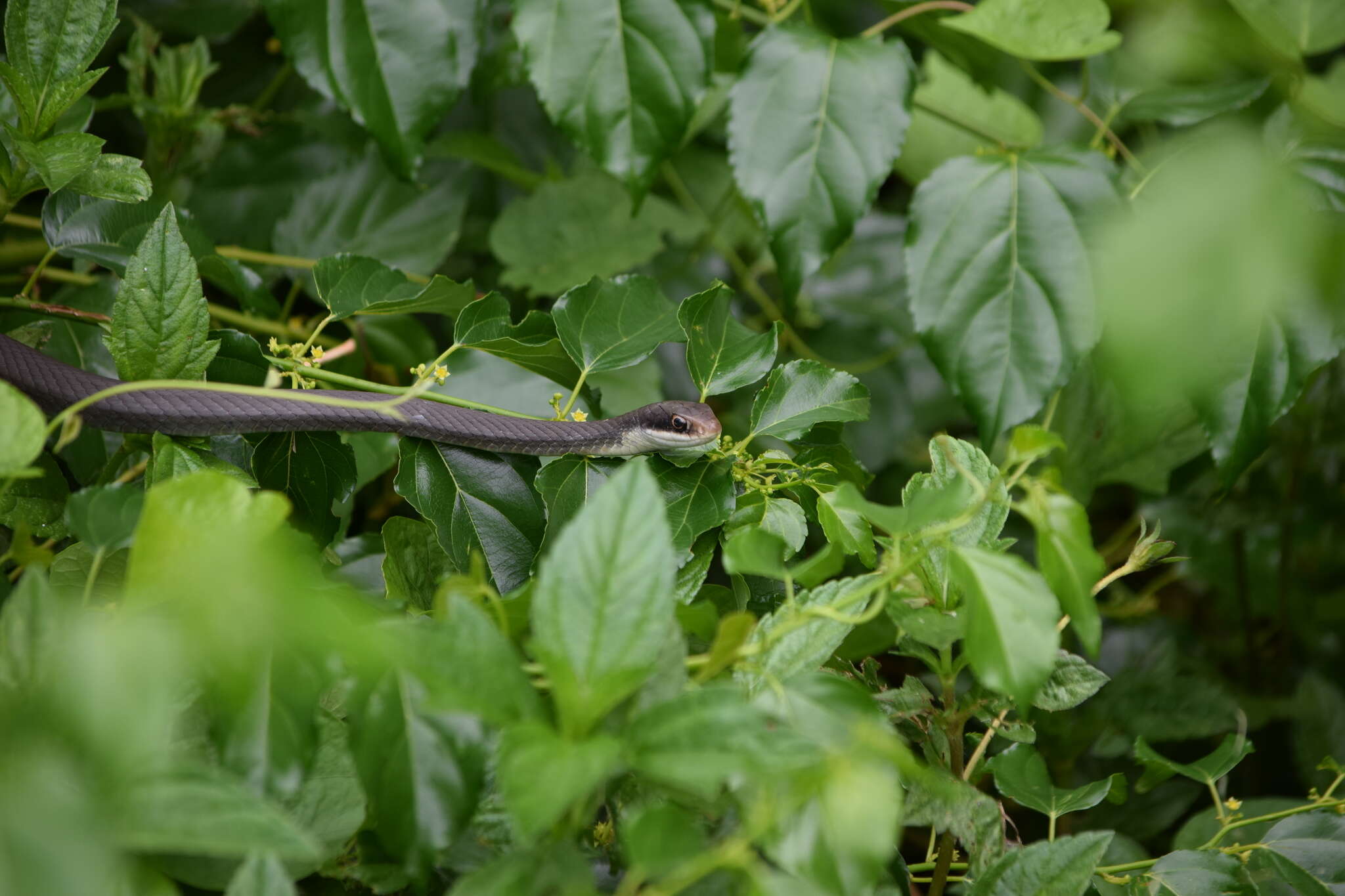 صورة Coluber constrictor paludicola Auffenberg & Babitt 1953