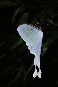 Image of Actias ningpoana Felder & C. 1862