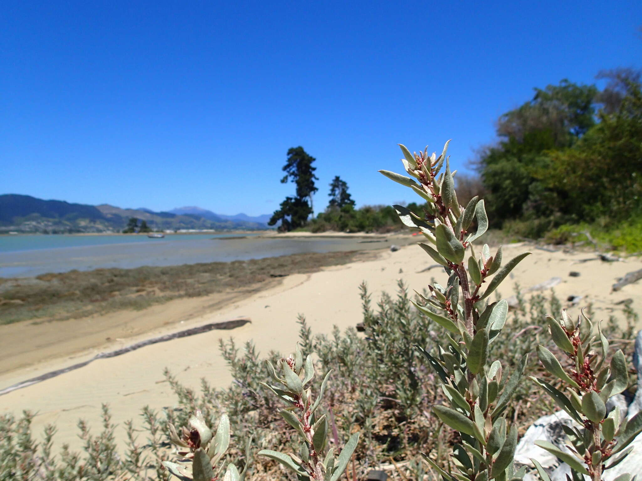 Imagem de Atriplex cinerea Poir.