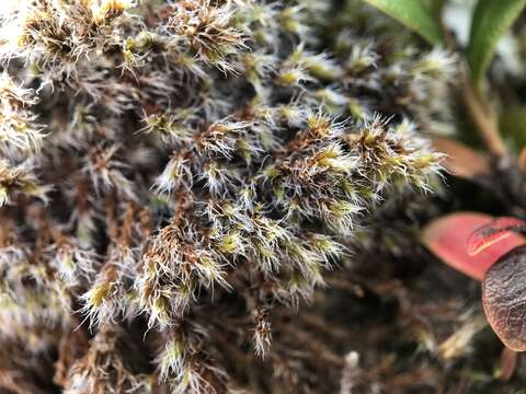 Image of racomitrium moss