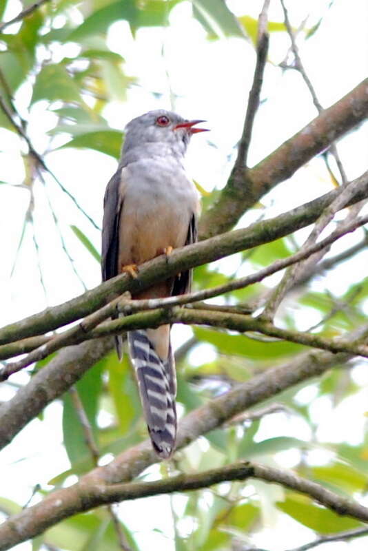Image of Plaintive Cuckoo