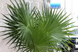 Image of thatch palm