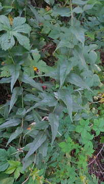 Image of woodland sunflower