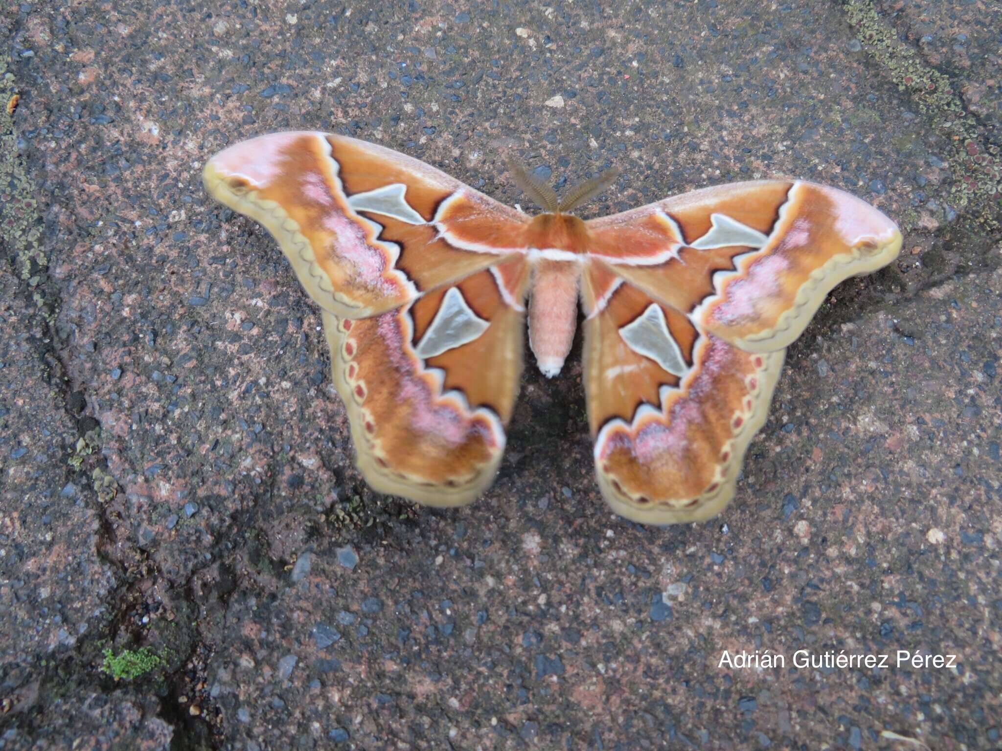 Image of Orizaba Silkmoth